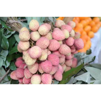 Natural Litchi Plant